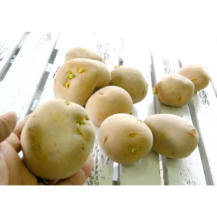 マツコの知らない世界で特集／じゃがいも 種芋 種イモ [キタアカリ