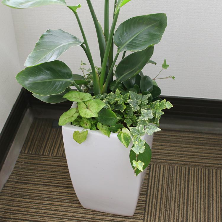 観葉植物 ストレリチア・オーガスタ寄せ植え 角陶器鉢(白) 高さ 観葉植物 ストレリチア・オーガスタ寄せ植え 角陶器鉢(白) 高さ