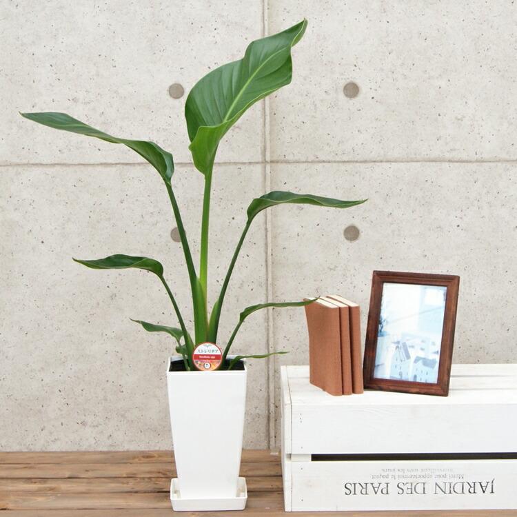 観葉植物 ストレリチア・オーガスタ6号鉢 (選べる鉢6種 鉢形)高さ約