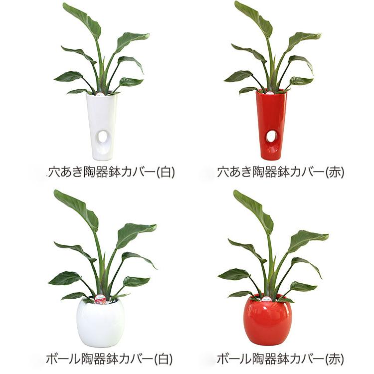観葉植物 ストレリチア オーガスタ6号鉢 選べる鉢13種 鉢形 高さ約65cm Augu06 001 013 大型 開店祝い 新築祝い 誕生日プレゼント 引越し祝い アジアン Kan Augu06 花うるる ハンギング 寄せ植え通販 通販 Yahoo ショッピング