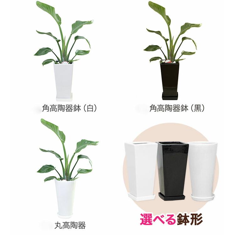 【値下げ】愛知県名古屋市　ストレチアオーガスタ　観葉植物 モルタル調鉢付き 値下げ】愛知県名古屋市 ストレチアオーガスタ 観葉植物