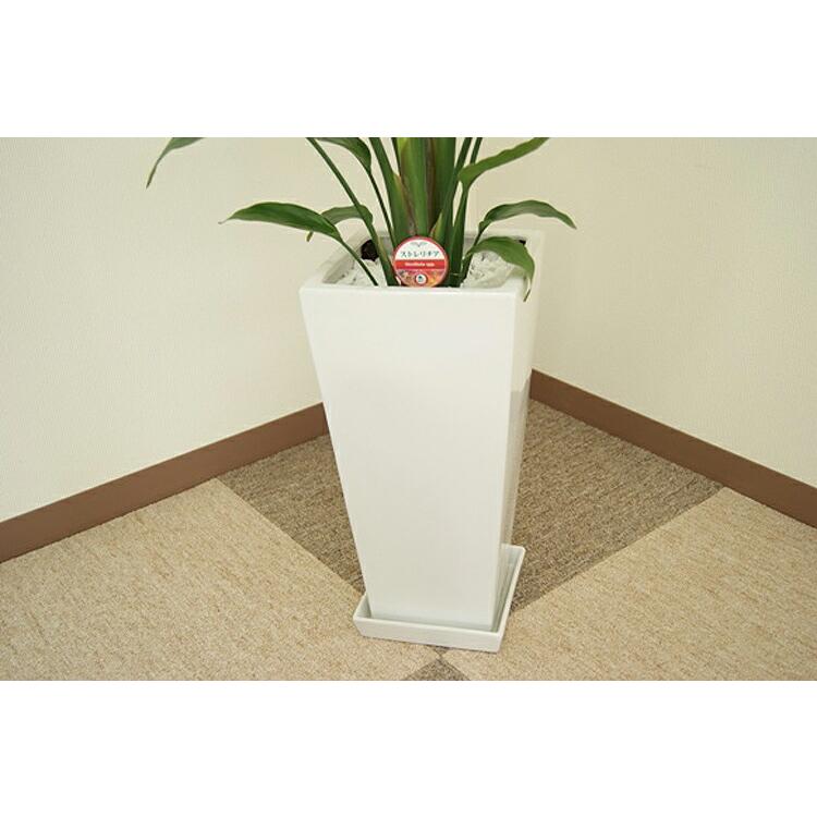 観葉植物　超特大オーガスタ　高さ２６０センチ　直接引き取り大歓迎　久喜市　配送可 観葉植物 超特大オーガスタ 高さ260センチ 直接引き取り大