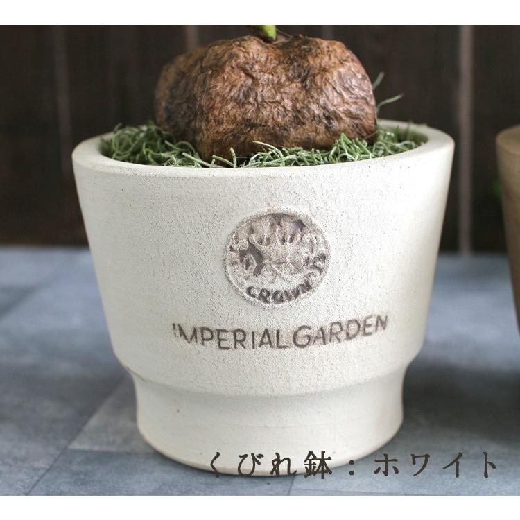 希少植物 バーリングトニア 鉢植え ゴバンノアシ バリントニア バーリングコニア テーブル観葉 おしゃれ モダン センス ミニ観葉 Kan Bringtonia1907 花うるる ハンギング 寄せ植え通販 通販 Yahoo ショッピング