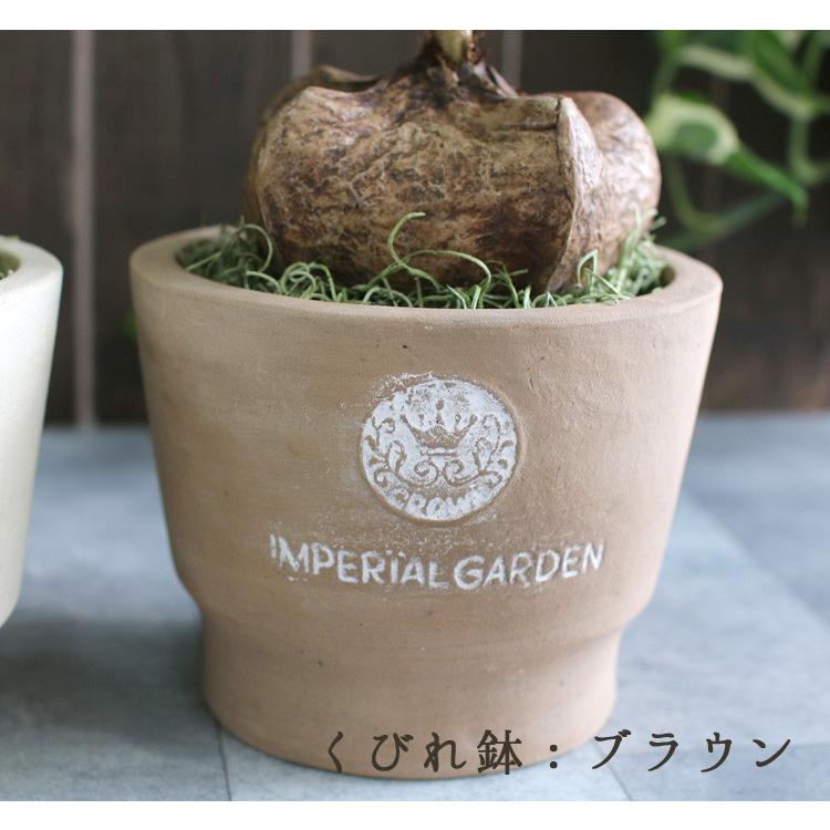 希少植物 バーリングトニア 鉢植え ゴバンノアシ バリントニア バーリングコニア テーブル観葉 おしゃれ モダン センス ミニ観葉 Kan Bringtonia1907 花うるる ハンギング 寄せ植え通販 通販 Yahoo ショッピング