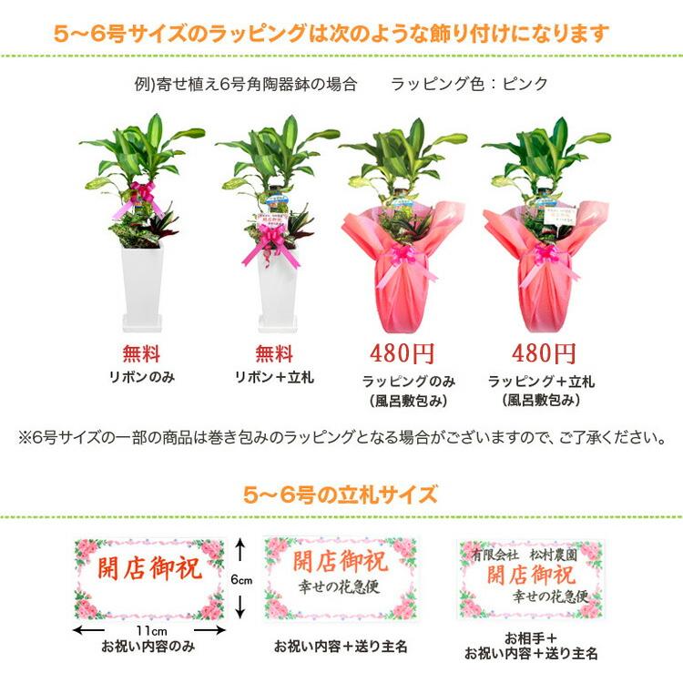 観葉植物 ドラセナ・コンシンネ 6号鉢 選べる鉢 6種類 高さ約65〜75cm