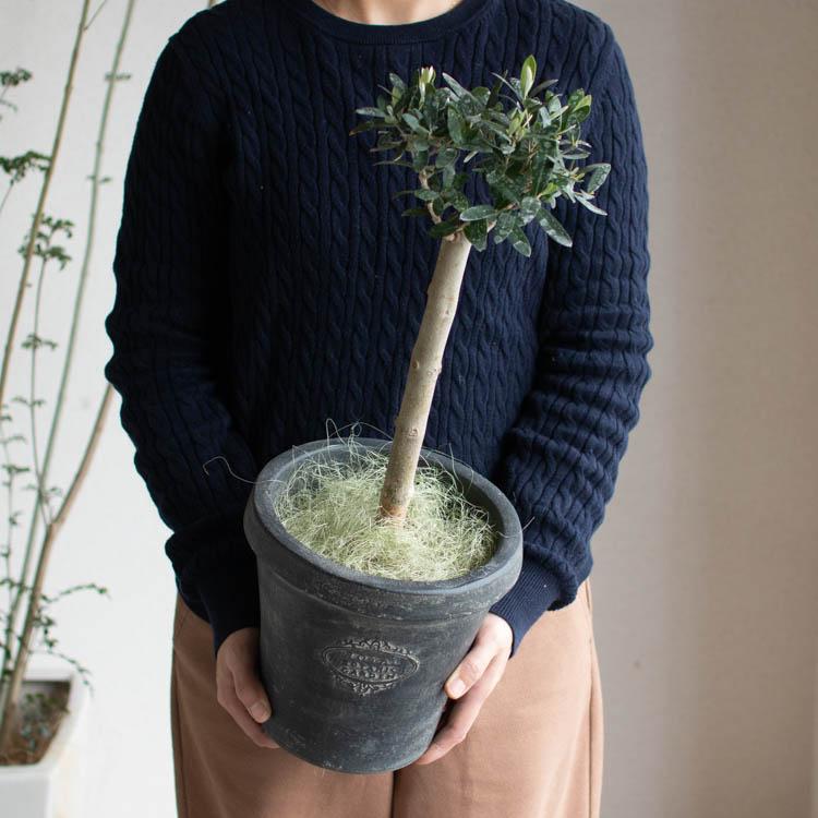 オリーブの木 トピアリー仕立て」品種:トルコ産レア品種