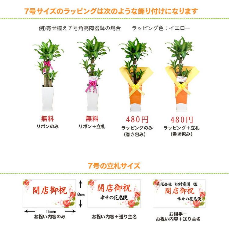 観葉植物 幸福の木 7号角プラスチック鉢 高さ約1m ドラセナ