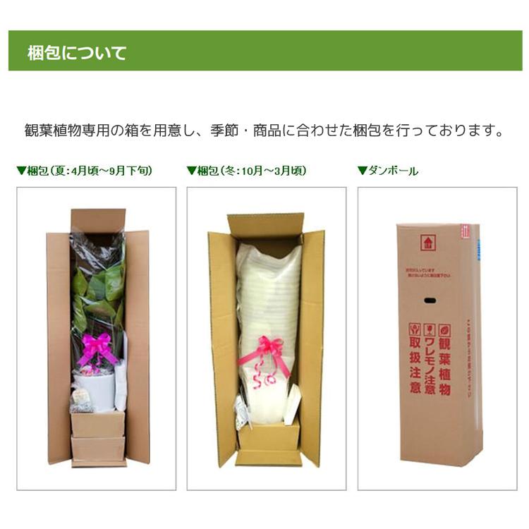 第1位獲得 観葉植物 幸福の木 7号角プラスチック鉢 高さ約1m ドラセナ マッサンゲアナ Mass07 003 開店祝い 新築祝い 誕生日プレゼント 引越し 超目玉アイテム Www Iacymperu Org