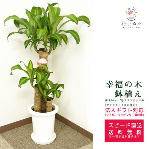 観葉植物 幸福の木7号プラスチック鉢 高さ約90cm ドラセナ マッサンゲアナmass07 004 開店祝い 新築祝い 誕生日プレゼント インテリア おしゃれ 送料無料 Kan Mass07 004 花うるる ハンギング 寄せ植え通販 通販 Yahoo ショッピング