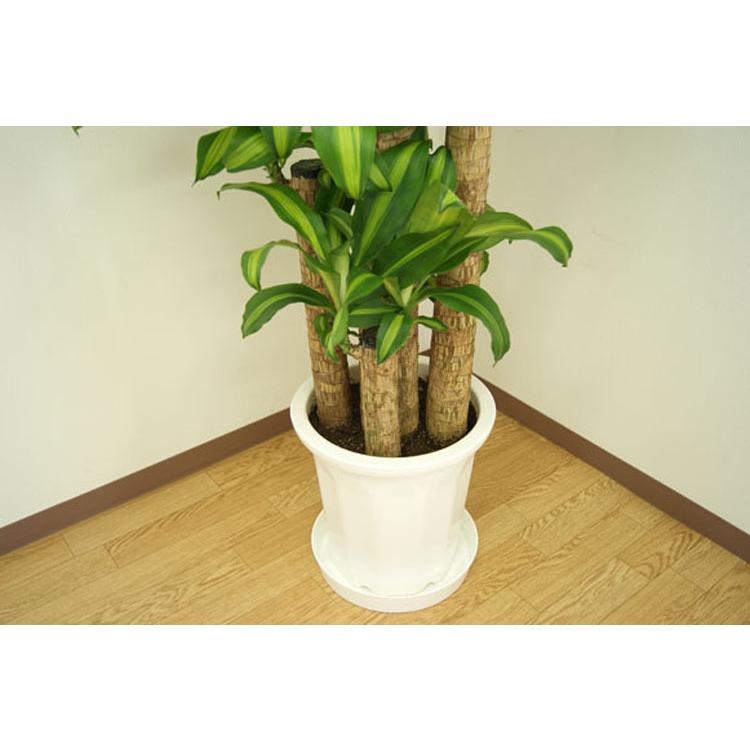 国内最安値 観葉植物 幸福の木10号プラスチック鉢 高さ約1 8m ドラセナ マッサンゲアナ Mass10 001 大型 新築祝い 引越祝い インテリア アジアン モダン 輝く高品質な Bajawinescabo Com