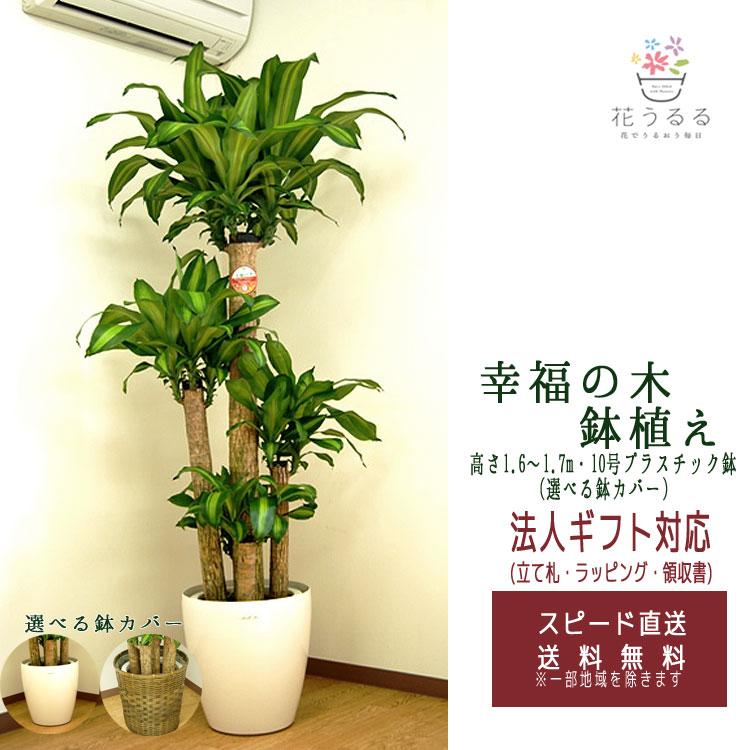 観葉植物 幸福の木10号 プラスチック鉢 選べる鉢カバー 2種 高さ約1.8m