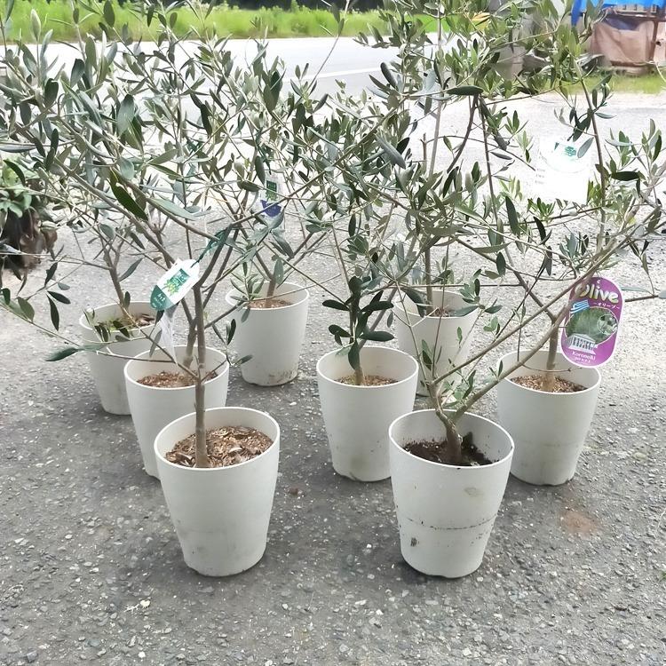 訳あり商品 現品売切り 早い者価勝ち オリーブの木 6号鉢 高さ80 110cm前後 オリーブの木 販売 苗木 観葉植物 鉢植え ガーデニング 観葉 Kan Oriv Wake 花うるる ハンギング 寄せ植え通販 通販 Yahoo ショッピング