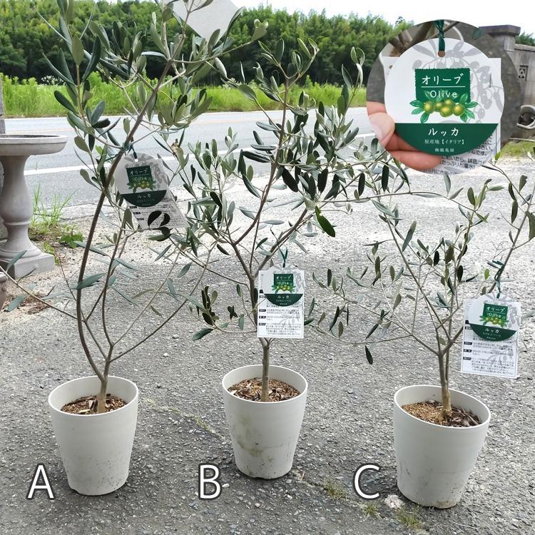 訳あり商品・現品売切り・早い者価勝ち 「 オリーブの木 6号鉢 (高さ80
