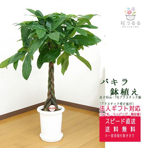 観葉植物 パキラ 7号 プラスチック鉢 高さ約95 『pach07-007』大型