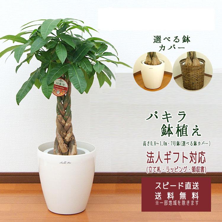観葉植物 パキラ 7号 プラスチック(鉢カバー付き) 高さ約80〜100cm