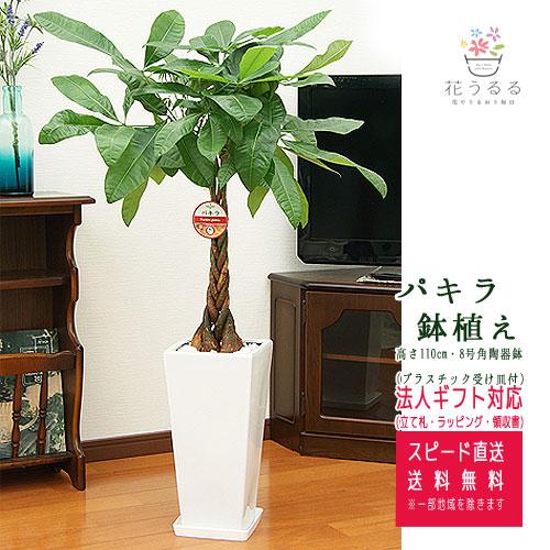 観葉植物 パキラ 7号角高陶器鉢 高さ約100cm pach07-0045 大型 開店
