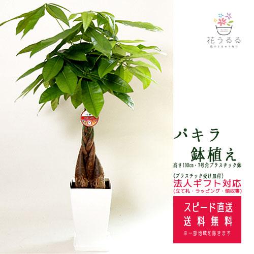 観葉植物 パキラ 7号角プラスチック鉢 高さ約1m Pach07 006 大型 開店祝い 新築祝い 誕生日 引越し祝い スクエア 送料無料 Kan Pach07 006 花うるる ハンギング 寄せ植え通販 通販 Yahoo ショッピング