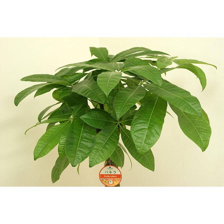 観葉植物　パキラ 観葉植物 パキラ 8号プラスチック鉢(鉢カバー付き) 高さ約1.1m pach08