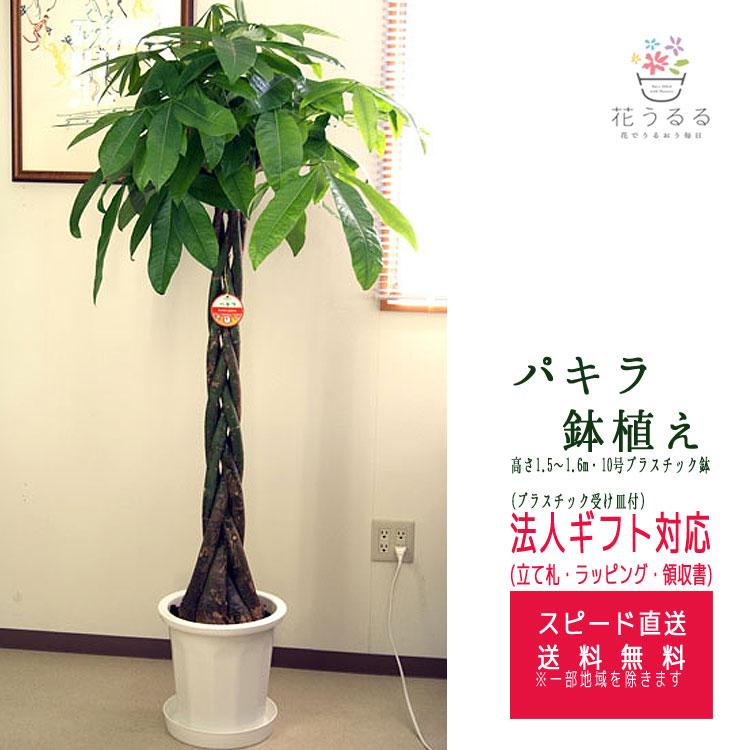 観葉植物 パキラ 10号プラスチック鉢 高さ約1.6m前後『pach10