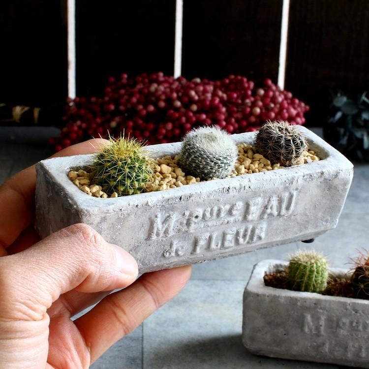 最終処分価格 売り尽くし サボテン オシャレ 寄せ植え 陶器 オシャレ インテリア ミニサボテン 観葉植物 ギフト 鉢 雑貨 おしゃれ オシャレ 多肉植物 Kan Sabo 02 2 花うるる ハンギング 寄せ植え通販 通販 Yahoo ショッピング