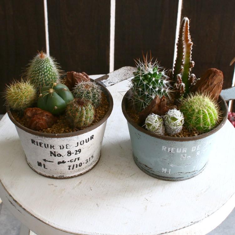 ☆売り尽くしSALE！30%OFF☆サボテン オシャレ 寄せ植え[ブリキ 