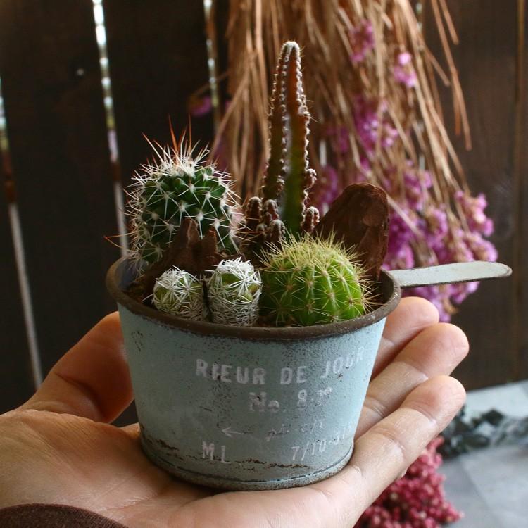 ☆売り尽くしSALE！30%OFF☆サボテン オシャレ 寄せ植え[ブリキ  