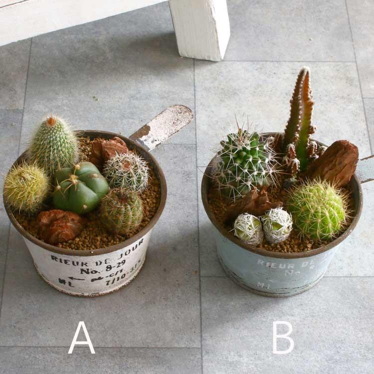 ☆売り尽くしSALE！30%OFF☆サボテン オシャレ 寄せ植え[ブリキ 