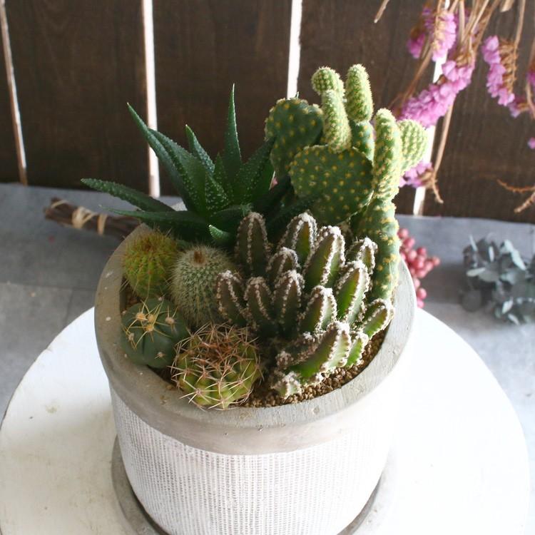 売り尽くしsale 30 Off サボテン オシャレ 寄せ植え 陶器 オシャレ インテリア ミニサボテン 観葉植物 ギフト 鉢 おしゃれ サボテン オシャレ 多肉植物 Kan Sabo 02 6 花うるる ハンギング 寄せ植え通販 通販 Yahoo ショッピング