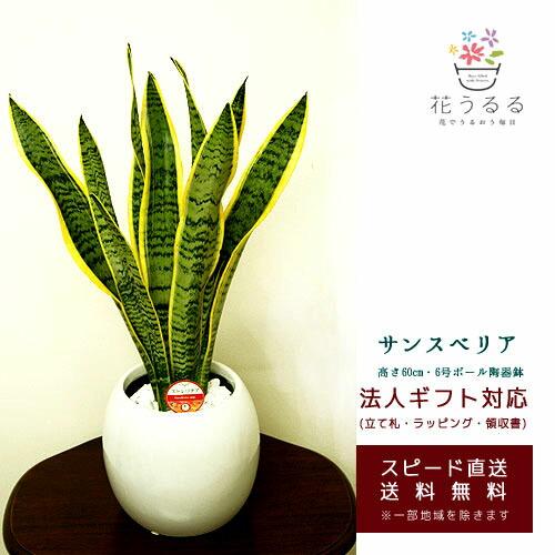 観葉植物 サンスベリア6号ボール陶器鉢(白赤) 高さ約60cm kan-sans06