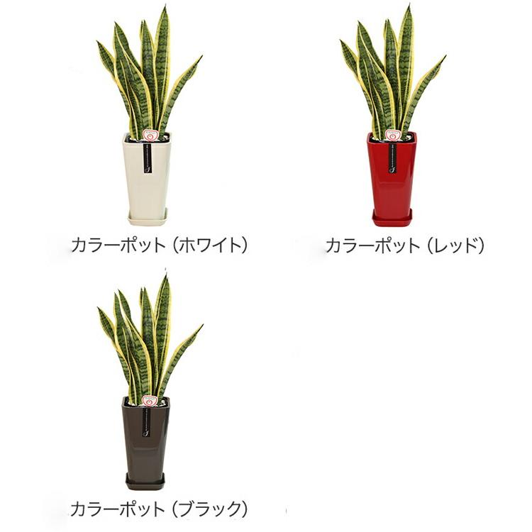 観葉植物 サンスベリア6号鉢(選べる鉢6種)高さ約70cm