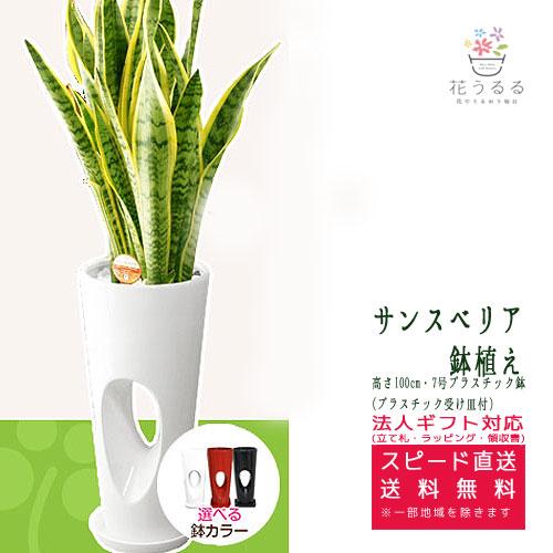 観葉植物 サンスベリア7号穴高陶器鉢 高さ約100cm サンセベリア