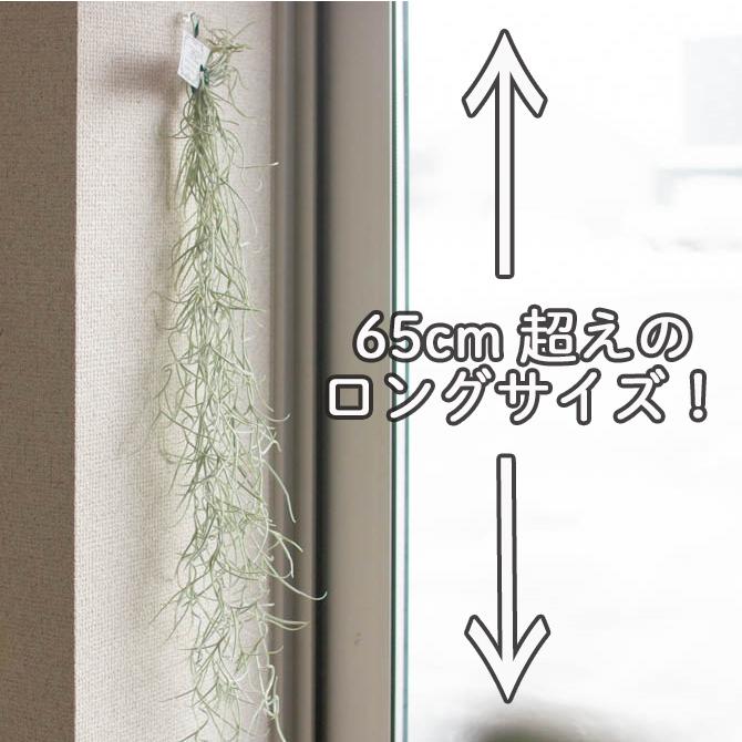 ロングサイズ約65cm／育てやすい インテリアグリーン 『チランジア
