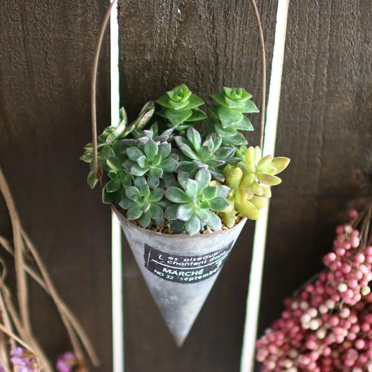 ☆売り尽くしSALE！30%OFF☆多肉植物 寄せ植え おしゃれ [ ハンギング
