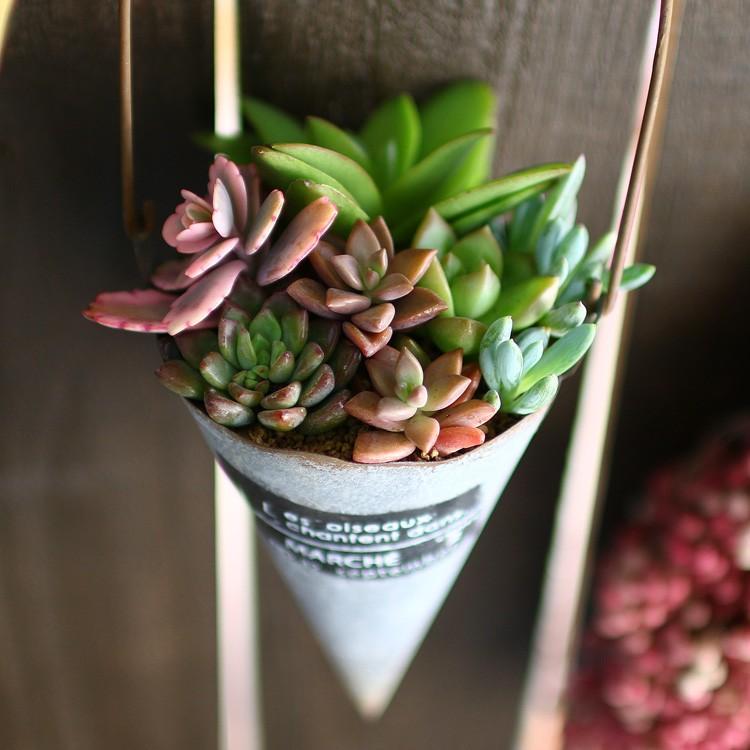 ☆売り尽くしSALE！30%OFF☆多肉植物 寄せ植え おしゃれ [ ハンギング