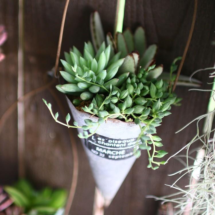 専用ページ　　多肉植物　寄せ植え　ブリキハンギング2 ·͜· ꕤ︎︎ ☆売り尽くしSALE！30%OFF☆多肉植物 寄せ植え おしゃれ [ ハンギング