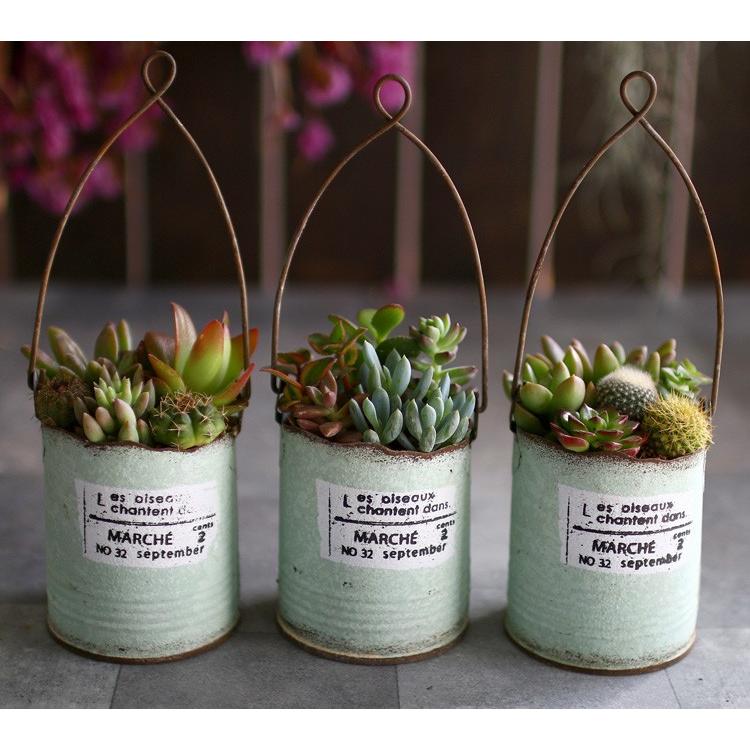 最終処分価格 売り尽くし 多肉植物 寄せ植え おしゃれ 空き缶型 ブリキ サボテン 観葉植物 ギフト 鉢 インテリア おしゃれ ハオルチア セダム エケベリア Kan Taniburi 02 2 花うるる ハンギング 寄せ植え通販 通販 Yahoo ショッピング