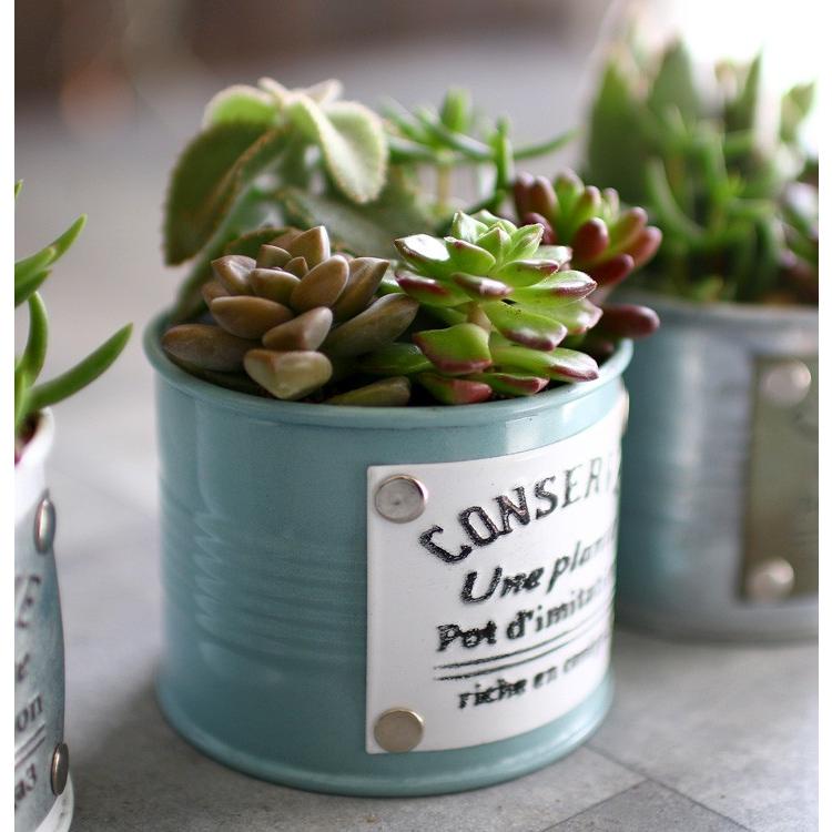 多肉植物 寄せ植え2019★2020 フラワーカー アンティーク鉢 多肉植物 寄せ植え2019☆2020 フラワーカー アンティーク鉢 多肉植物