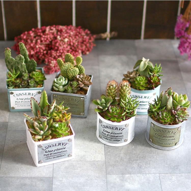 ☆売り尽くしSALE！30%OFF☆多肉植物 寄せ植え おしゃれ [ ブリキ 