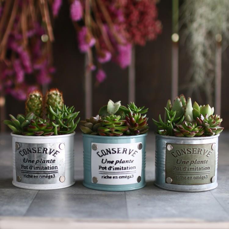 ☆売り尽くしSALE！30%OFF☆多肉植物 寄せ植え おしゃれ [ ブリキ 