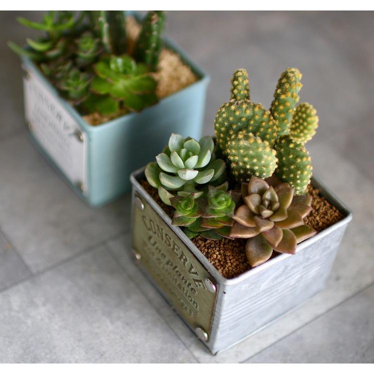☆売り尽くしSALE！30%OFF☆多肉植物 寄せ植え おしゃれ [ ブリキ 