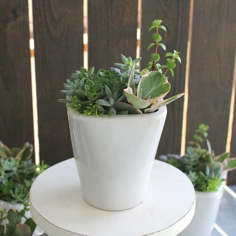 ☆売り尽くしSALE！30%OFF☆多肉植物 寄せ植え 育てやすい 観葉植物