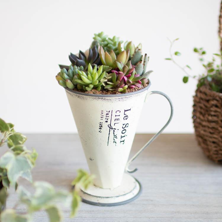 数量限定 多肉植物 寄せ植え C 観葉植物 ギフト 鉢 インテリア 雑貨 おしゃれ ハオルチア セダム エケベリア サボテン オシャレ Kan Taniku22 C 花うるる ハンギング 寄せ植え通販 通販 Yahoo ショッピング