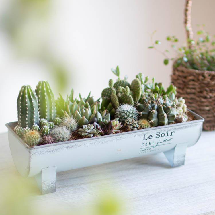 数量限定 多肉植物 寄せ植え D 観葉植物 ギフト 鉢 インテリア 雑貨 おしゃれ ハオルチア セダム エケベリア サボテン オシャレ Kan Taniku22 D 花うるる ハンギング 寄せ植え通販 通販 Yahoo ショッピング