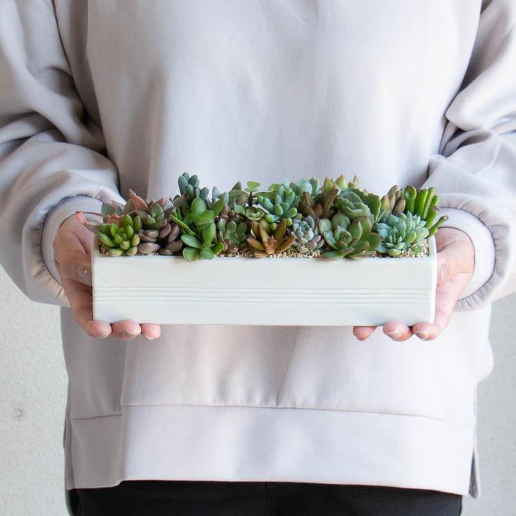 数量限定／多肉植物 寄せ植え 『I』陶器 観葉植物 ギフト 鉢