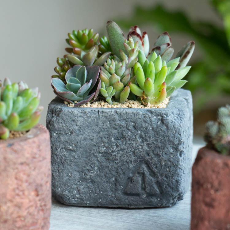 flower（ファッション） 多肉植物 寄せ植え『B』 色々 現品限り