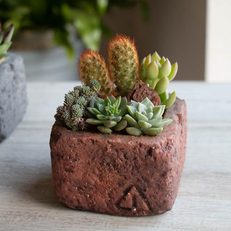 flower（ファッション） 多肉植物 寄せ植え『B』 色々 現品限り