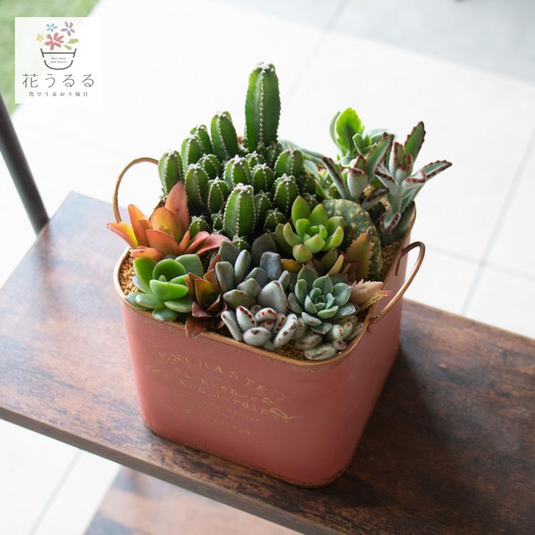 flower ＼現品限り／多肉植物 サボテン 寄せ植え『A』 数量限定 育て
