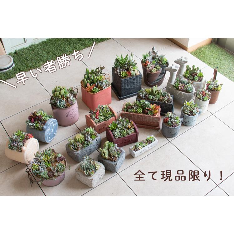flower ＼現品限り／多肉植物 サボテン 寄せ植え『C』数量限定 育て