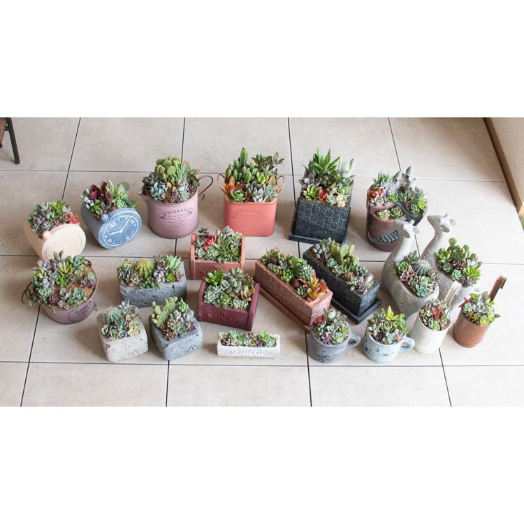 flower ＼現品限り／多肉植物 寄せ植えセット『M』数量限定 育てやすい