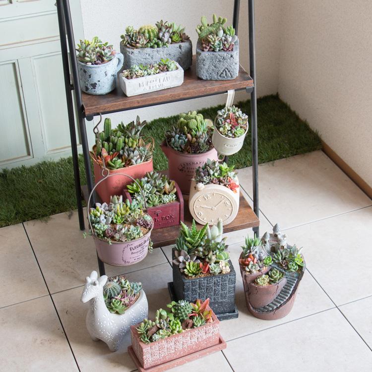 flower ＼現品限り／多肉植物 寄せ植えセット『M』数量限定 育てやすい